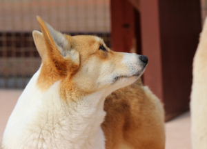 犬の行動と気持ち 犬とくらし