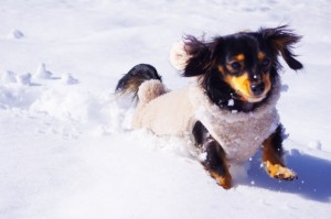 犬の寒さ対策どうしていますか 犬とくらし