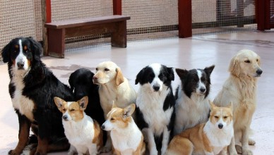 犬の年齢や寿命について 犬とくらし