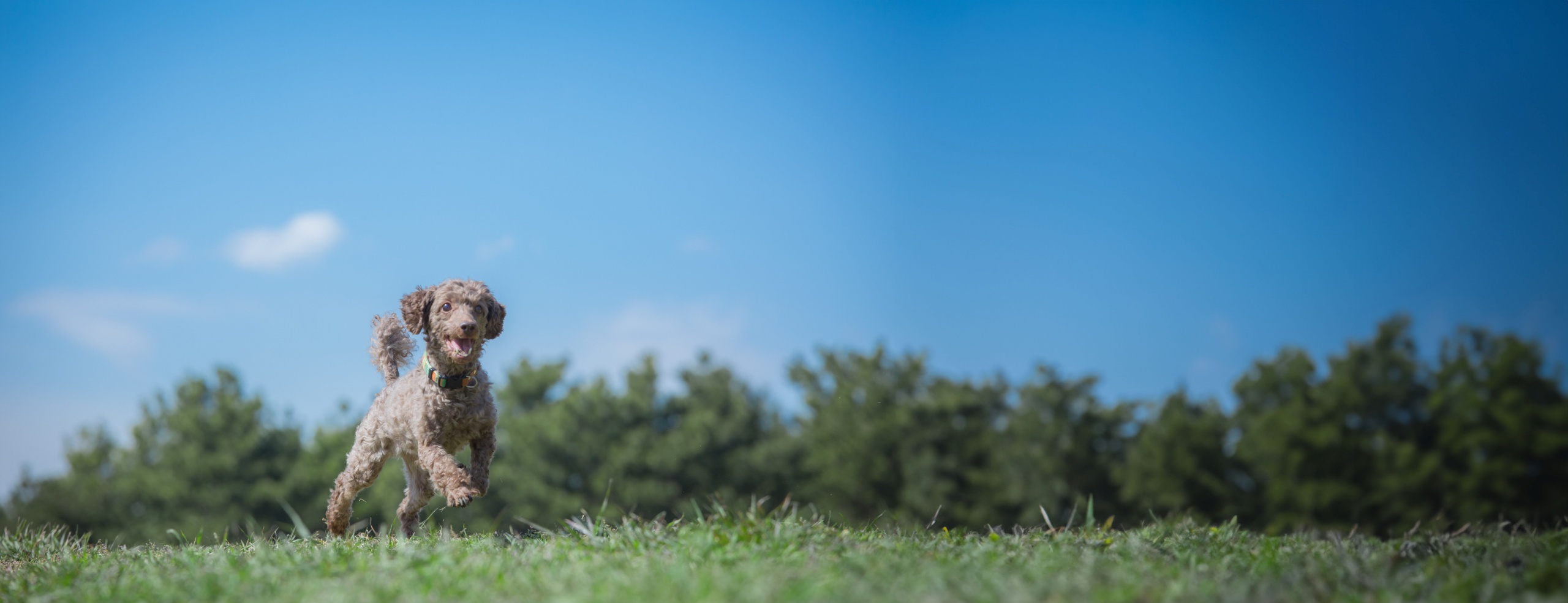 青空の下走り回る犬の写真