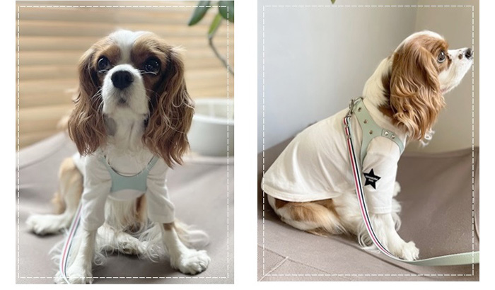メガネ型ハーネスを着けた犬