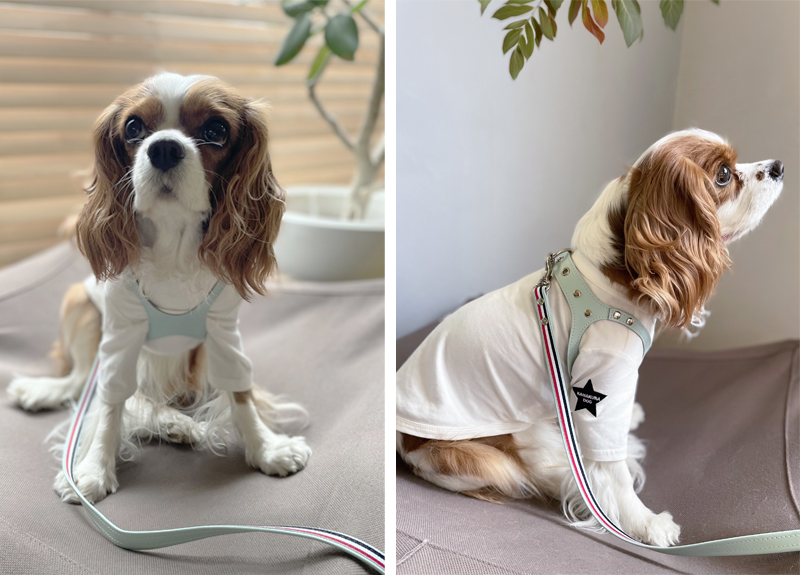 メガネ型ハーネスを着けた犬