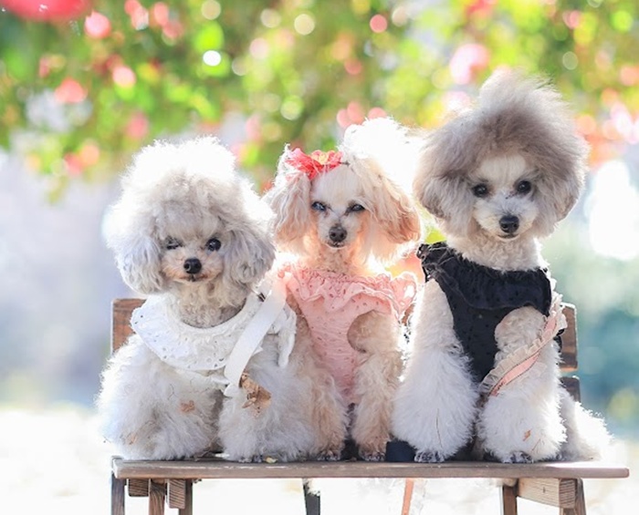 フリルレースハーネス・リード 可愛い小型犬の洋服通販 鎌倉ドッグ