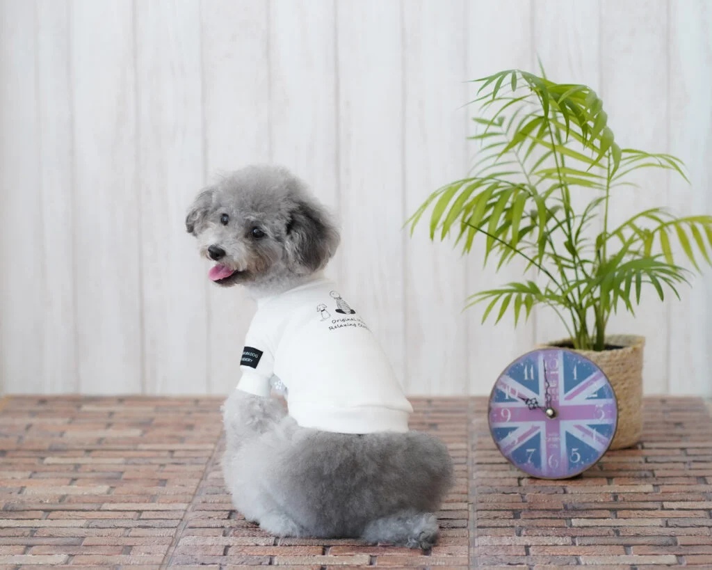 コラボ商品を着た犬と観葉植物