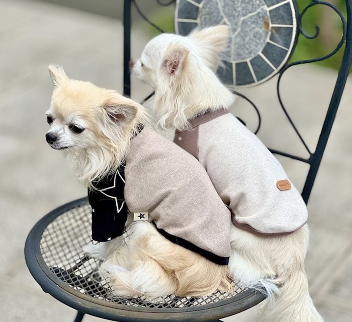 ☆ラグランステラT 可愛い小型犬の洋服通販 鎌倉ドッグ