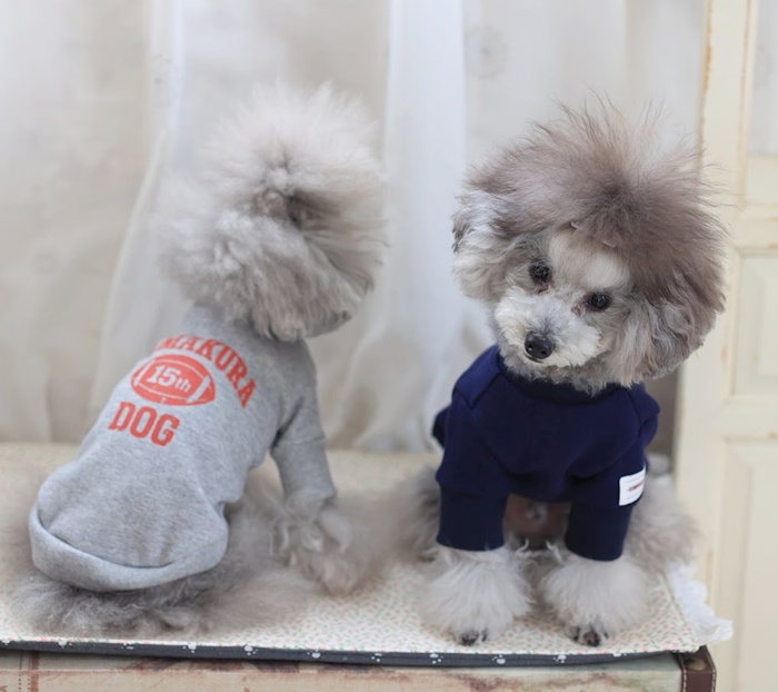 15thキャンパストレーナー 可愛い小型犬の洋服通販 鎌倉ドッグ