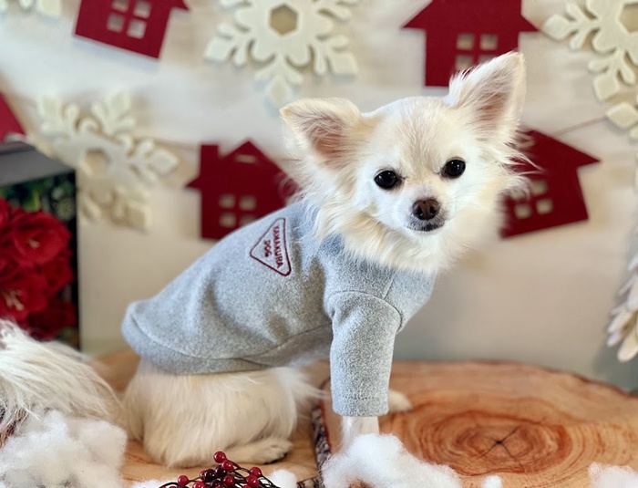 スタンプフリーストップス 可愛い小型犬の洋服通販 鎌倉ドッグ