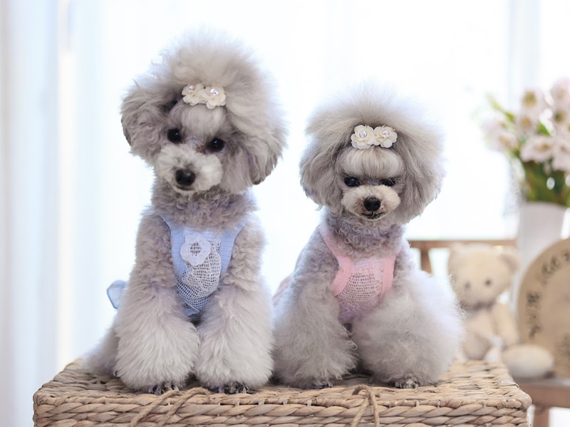 ハンドメイド犬服　花柄接結ニットのヒラヒラお袖キャミワンピ メッシュフラワーショート丈キャミワンピ 可愛い小型犬の洋服通販 鎌倉