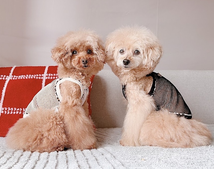 レオパードメッシュキャミ 可愛い小型犬の洋服通販 鎌倉ドッグ