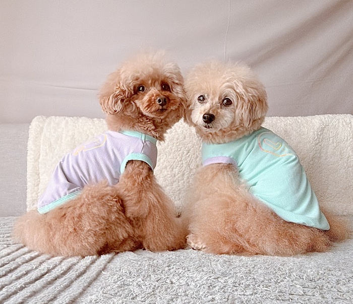 UVケアネオンラブメッシュタンク 可愛い小型犬の洋服通販 鎌倉ドッグ