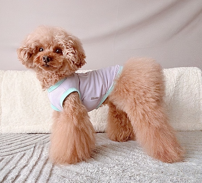 UVケアネオンラブメッシュタンク 可愛い小型犬の洋服通販 鎌倉ドッグ