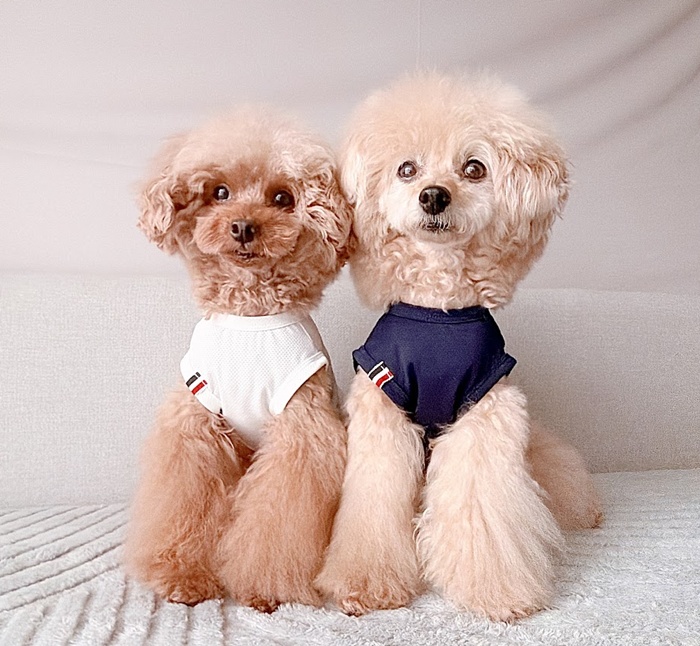 UVケアフレンチラインメッシュタンク 可愛い小型犬の洋服通販 鎌倉ドッグ