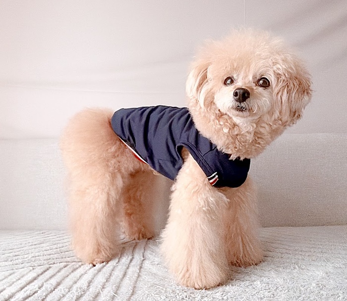 UVケアフレンチラインメッシュタンク 可愛い小型犬の洋服通販 鎌倉ドッグ