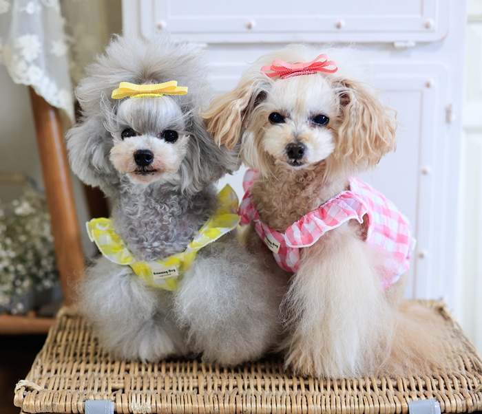 鎌倉ドッグ　kamakura dog ショート丈まとめ売り　Mサイズ 可愛い小型犬の洋服通販 鎌倉ドッグ ショート丈ボーダーズ